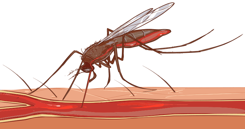 עקיצות יתושים