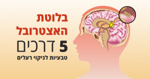 בלוטת האצטרובל, תפקידים וניקוי רעלים טבעי