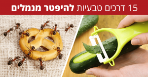 15 דרכים טבעיות ויעילות להיפטר מנמלים