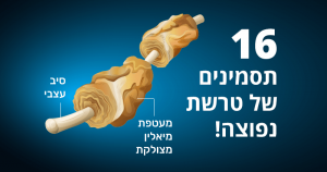 טרשת נפוצה, 16 התסמינים שעליכם לשים לב אליהם