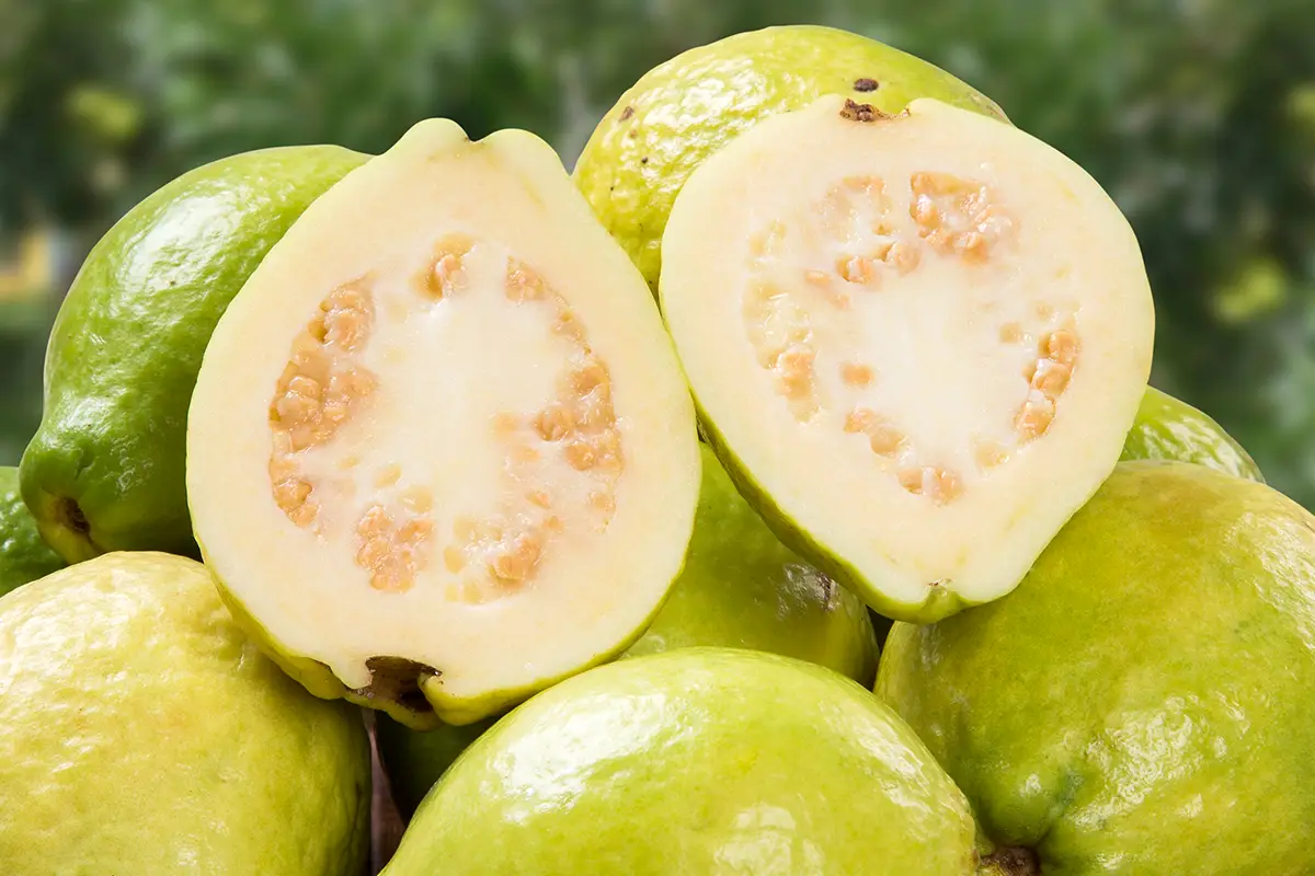 גויאבה, מהדיאטה ועד האנטי-אייג'ינג: 8 יתרונות בריאותיים מפתיעים