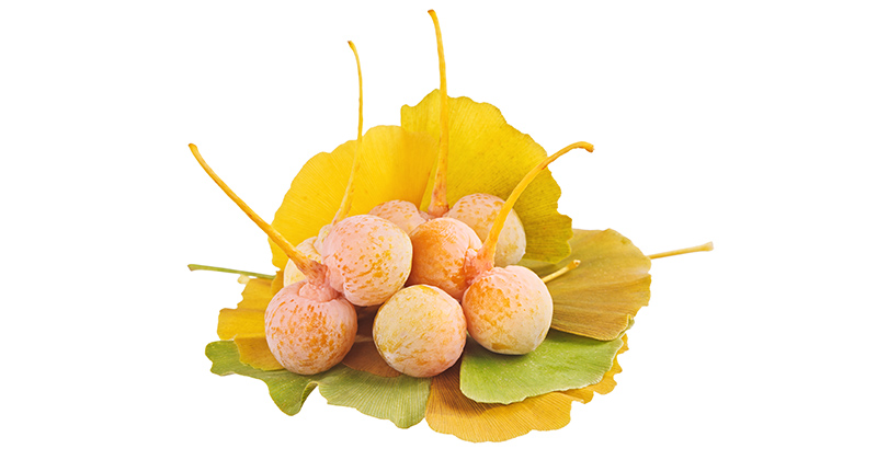 גינקו בילובה, 5 יתרונות הבריאות שחשוב להכיר