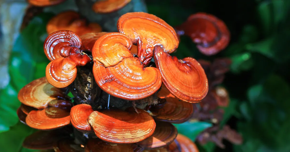 פטריית ריישי, 12 יתרונות בריאות מפתיעים