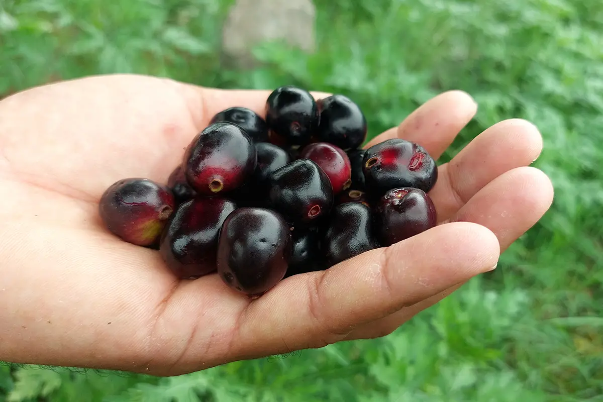 ימבולנה: הפרי שעשוי למנוע סוכרת, סרטן ומחלות לב