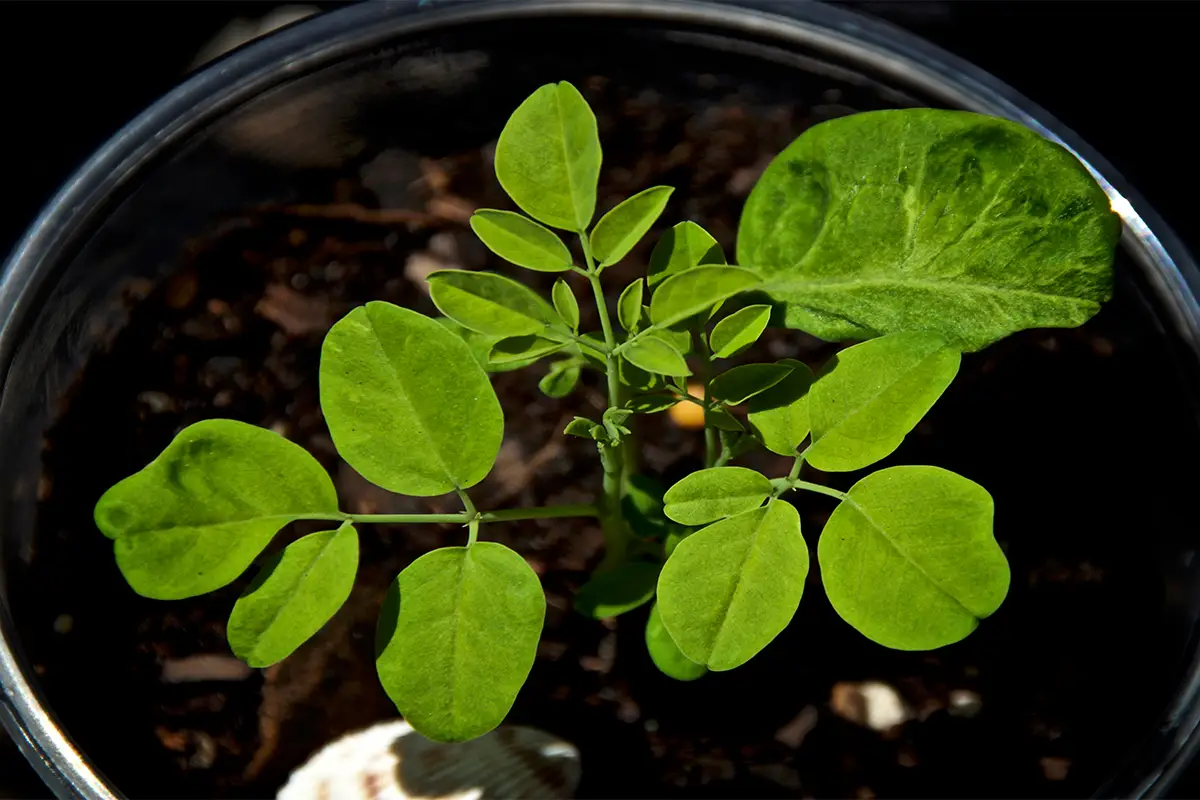 איך לגדל מורינגה בבית ולהנות מצמח שכולו ויטמינים ובריאות טבעית