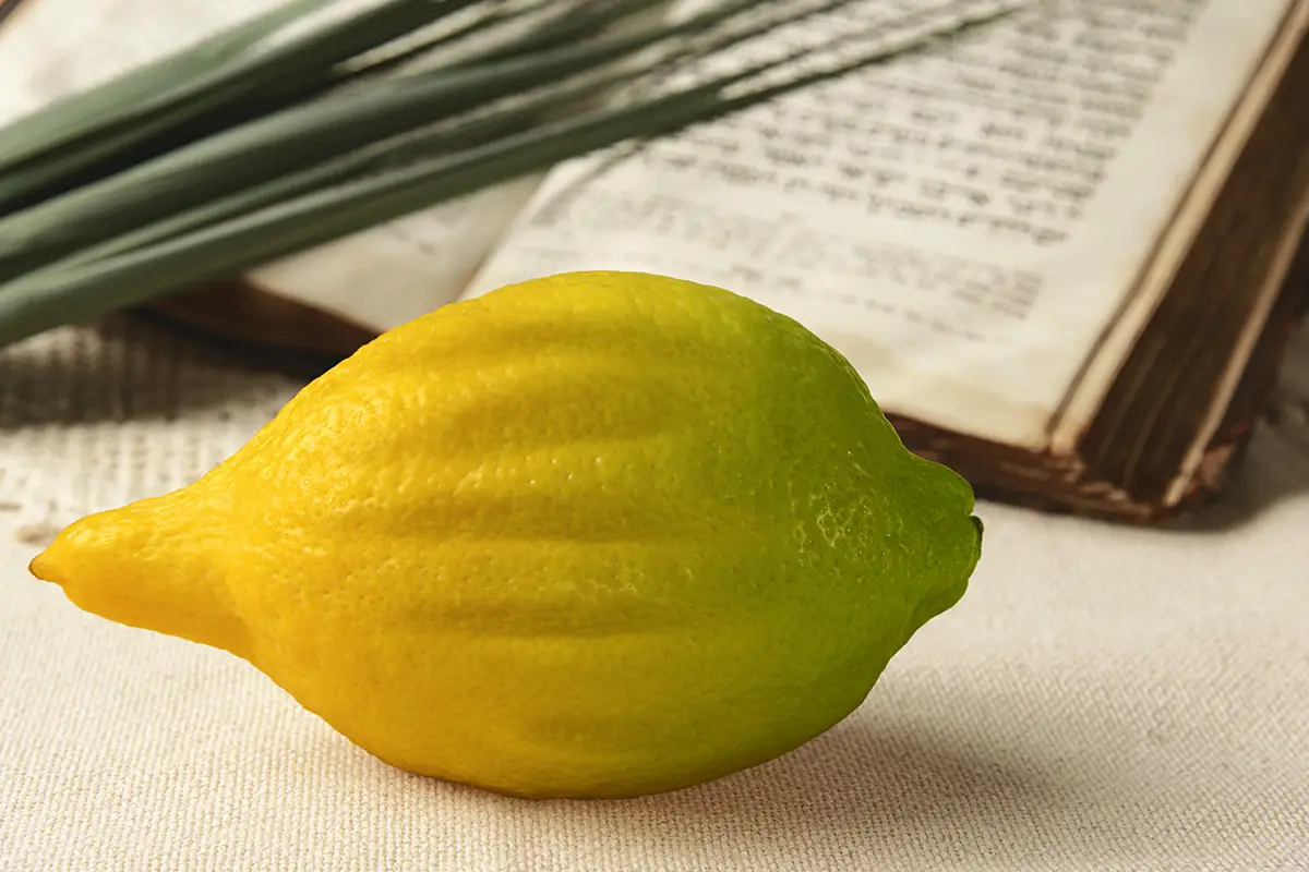 אתרוג: לא רק בסוכות - מחיסול דלקות ועד מניעת סרטן