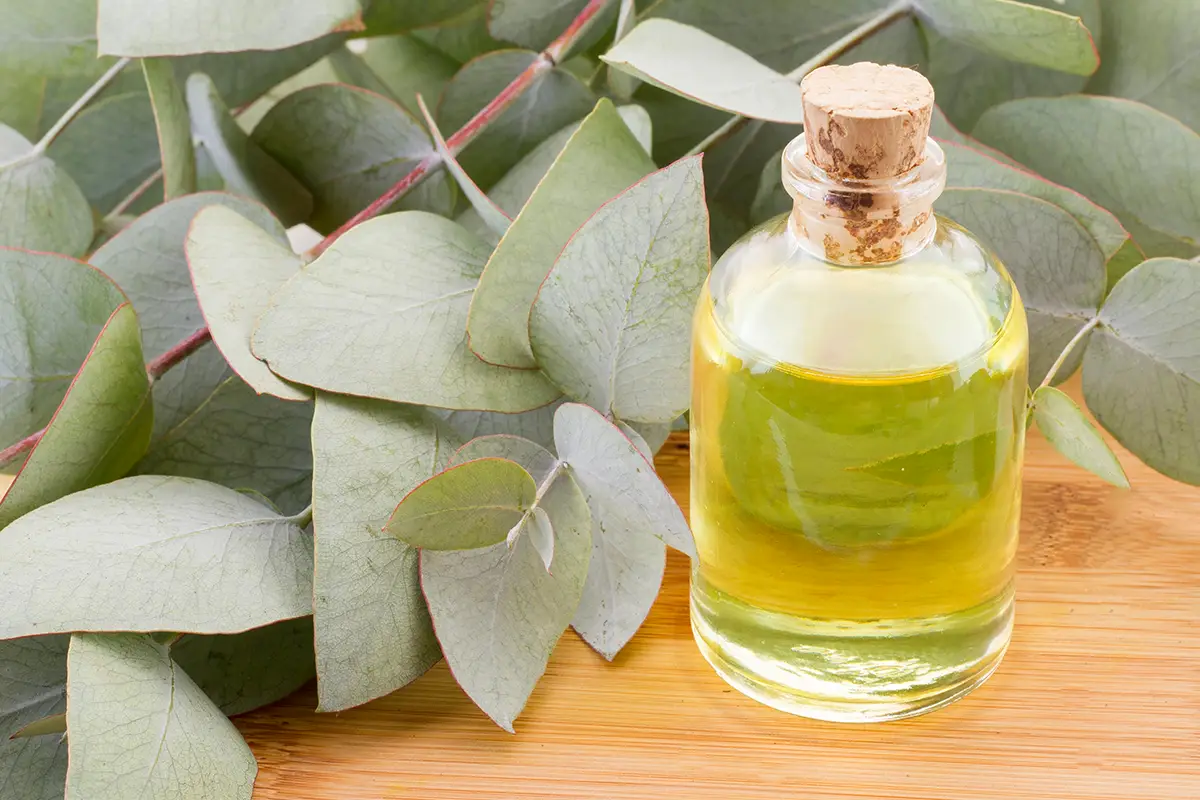 7 יתרונות הבריאות המוכחים של שמן אקליפטוס