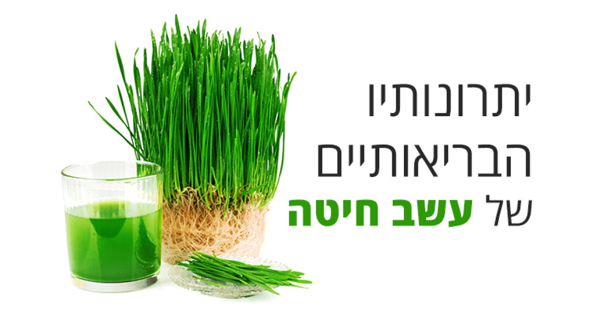 עשב חיטה - יתרונות בריאותיים, ערך תזונתי וכיצד לצרוך אותו