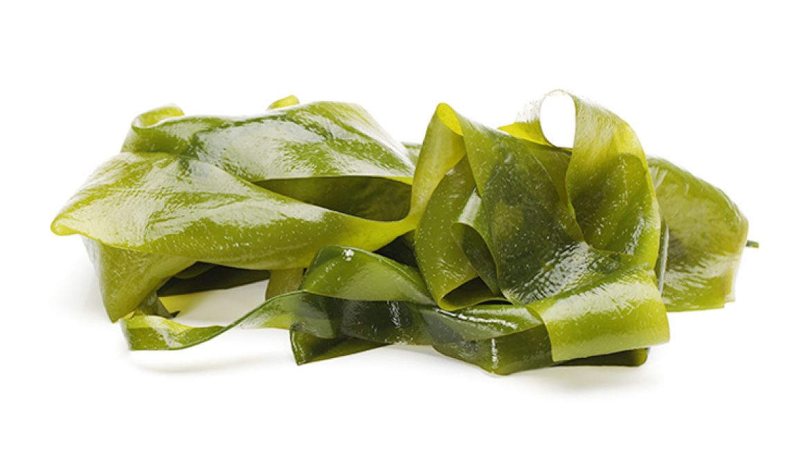 אצות ים (Kelp) הסיבה שחשוב לשלב אותן בתזונה