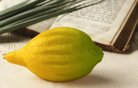 אתרוג: לא רק בסוכות - מחיסול דלקות ועד מניעת סרטן