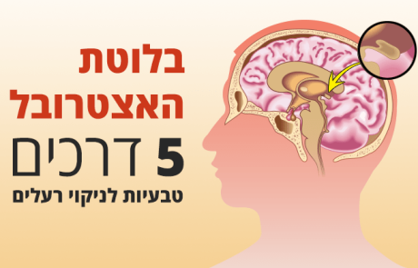 בלוטת האצטרובל, תפקידים וניקוי רעלים טבעי