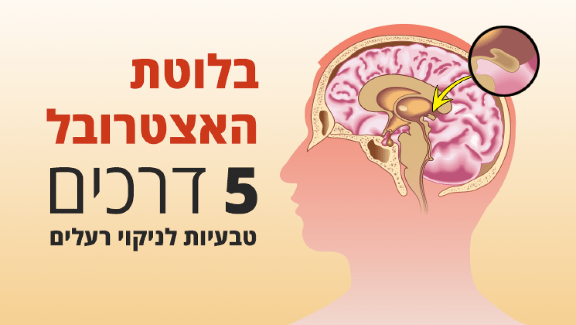 בלוטת האצטרובל, תפקידים וניקוי רעלים טבעי