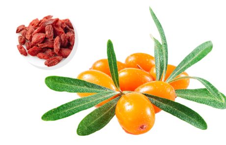 גוג'י ברי, יתרונות הבריאות של פרי העל הנהדר