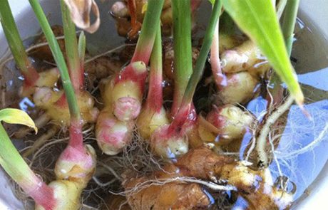 כך תגדלו כמות בלתי מוגבלת של ג'ינג'ר בביתכם!