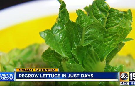 חסה אורגנית כך תגדלו אותה בקלות אצלכם בבית