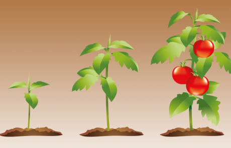 כך תגדלו כמות בלתי מוגבלת של עגבניות אורגניות בבית שלכם