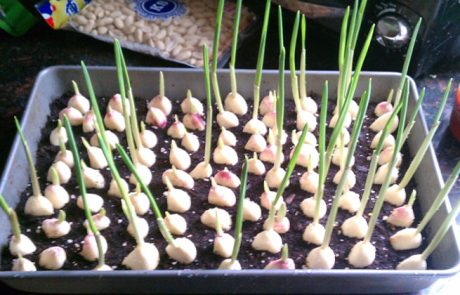 כך תגדלו כמות בלתי מוגבלת של שום בביתכם!