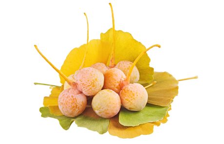 גינקו בילובה, 5 יתרונות הבריאות שחשוב להכיר