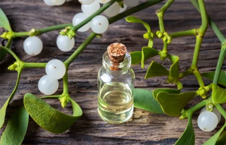 דבקון, יתרונות הבריאות המפתיעים של הצמח שמקשט את חג המולד