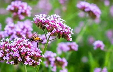 ורבנה רפואית: הצמח שיכול לשפר את השינה, להפחית חרדה ולרפא דלקות