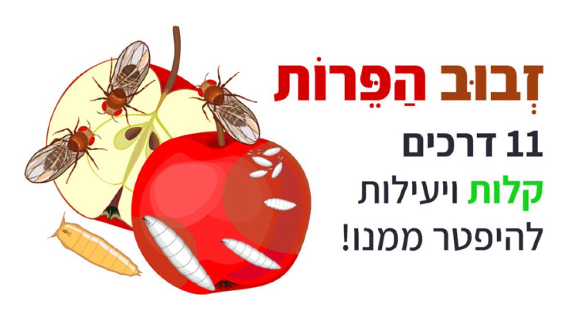 זבוב הפירות, 11 דרכים קלות ויעילות להיפטר ממנו