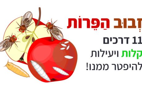 זבוב הפירות, 11 דרכים קלות ויעילות להיפטר ממנו