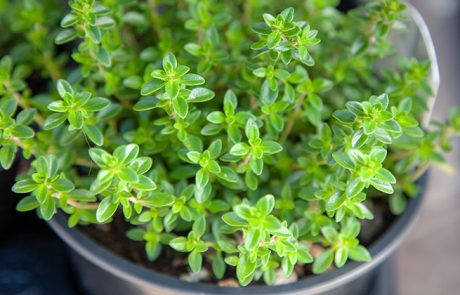 טימין (קורנית) יתרונות בריאות עיקריים מגובים מחקרית