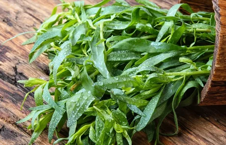 לא רק תבלין: היתרונות הבריאותיים המפתיעים של טרגון (לענה דרקונית)