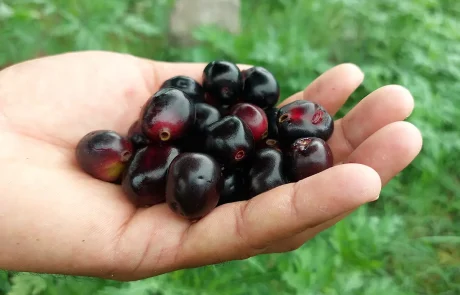 ימבולנה: הפרי שעשוי למנוע סוכרת, סרטן ומחלות לב