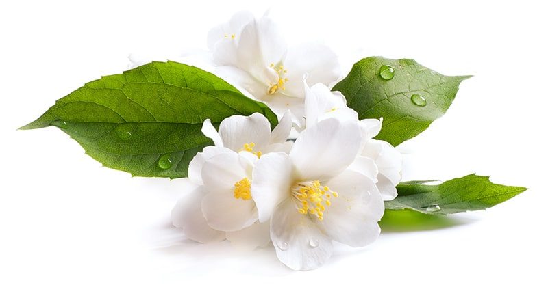 יסמין, 5 יתרונות בריאותיים מפתיעים של הפרח הנפלא
