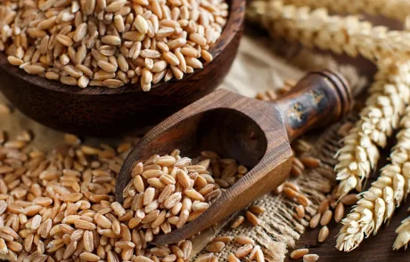 כוסמין: הדגן שיכול לשפר את הבריאות שלכם מהביס הראשון