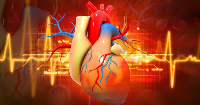 6 עובדות עוצרות נשימה ומעוררות התפעלות על לב האדם