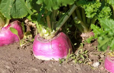 מאיזון סוכר, דרך כולסטרול ועד הגנה על הלב - יתרונות הבריאות של לפת