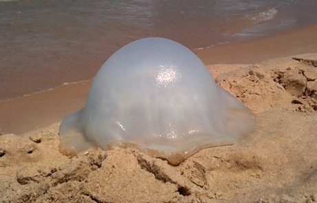 מדוזות, מה לעשות כשאתם נכווים ממדוזה להקלה על הכאב