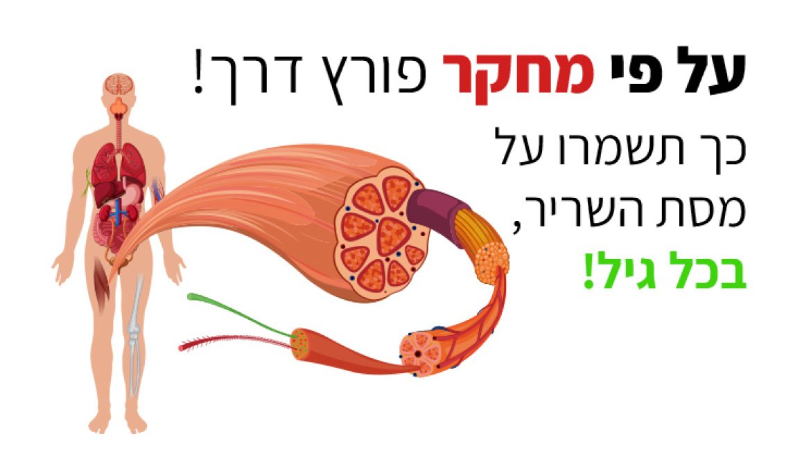 כיצד תפוח ועגבנייה שומרים על מסת השריר בכל גיל?