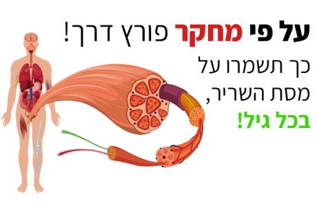 כיצד תפוח ועגבנייה שומרים על מסת השריר בכל גיל?