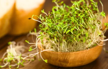 נבטי אלפלפא: הנבטים שינקו לכם את הכבד ויעזרו לרדת במשקל