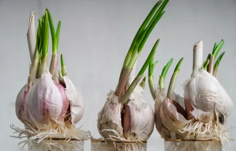 לעולם אל תזרקו נבטי שום: על פי מחקרים הנבט הירוק הזה מציל חיים