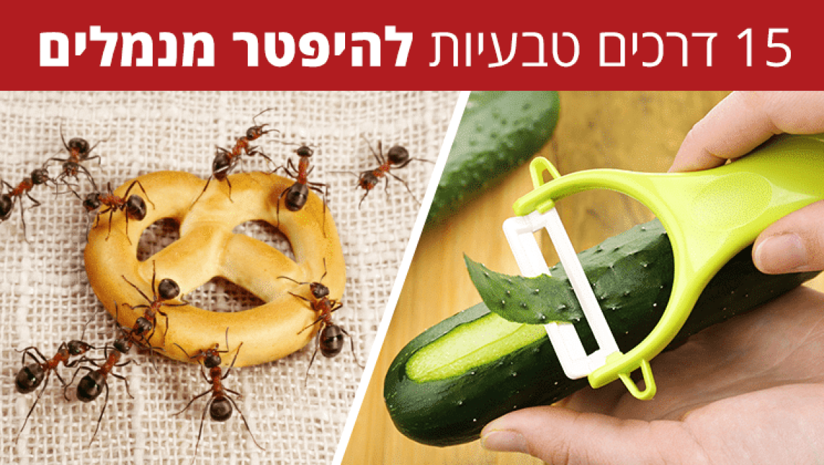 15 דרכים טבעיות ויעילות להיפטר מנמלים