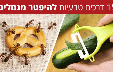 15 דרכים טבעיות ויעילות להיפטר מנמלים