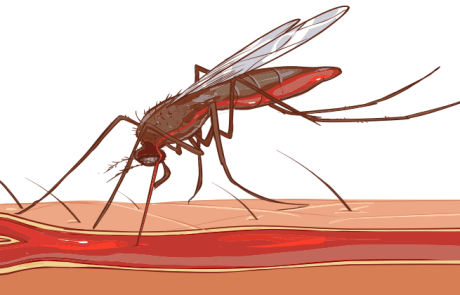 עקיצות יתושים, תרופות טבעיות להקלה מיידית