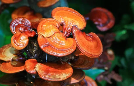 פטריית ריישי, 12 יתרונות בריאות מפתיעים