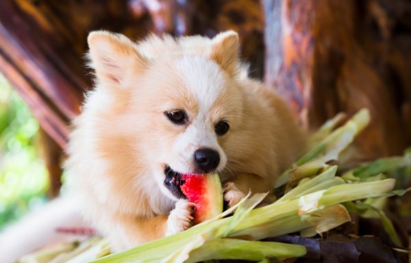 פירות וירקות שהכלב שלכם יאהב לאכול