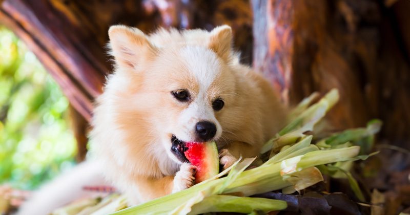 פירות וירקות שהכלב שלכם יאהב לאכול