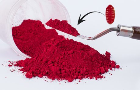צבע מאכל קרמין, האם הוא מיוצר מחרקים טחונים?