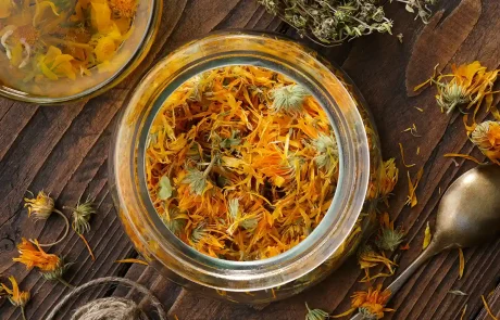 קלנדולה: הצמח שמפחית דלקות, מחטא פצעים ומקל על טחורים!