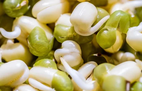 רוטין: כיצד הוא מועיל לבריאותנו ואיפה הוא מסתתר במזון