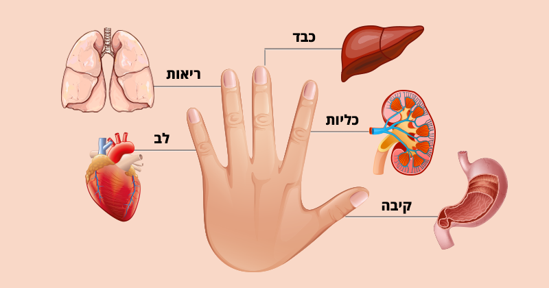 כל אצבע קשורה ל- 2 איברים בגוף: שיטה יפנית לריפוי ב- 5 דקות!