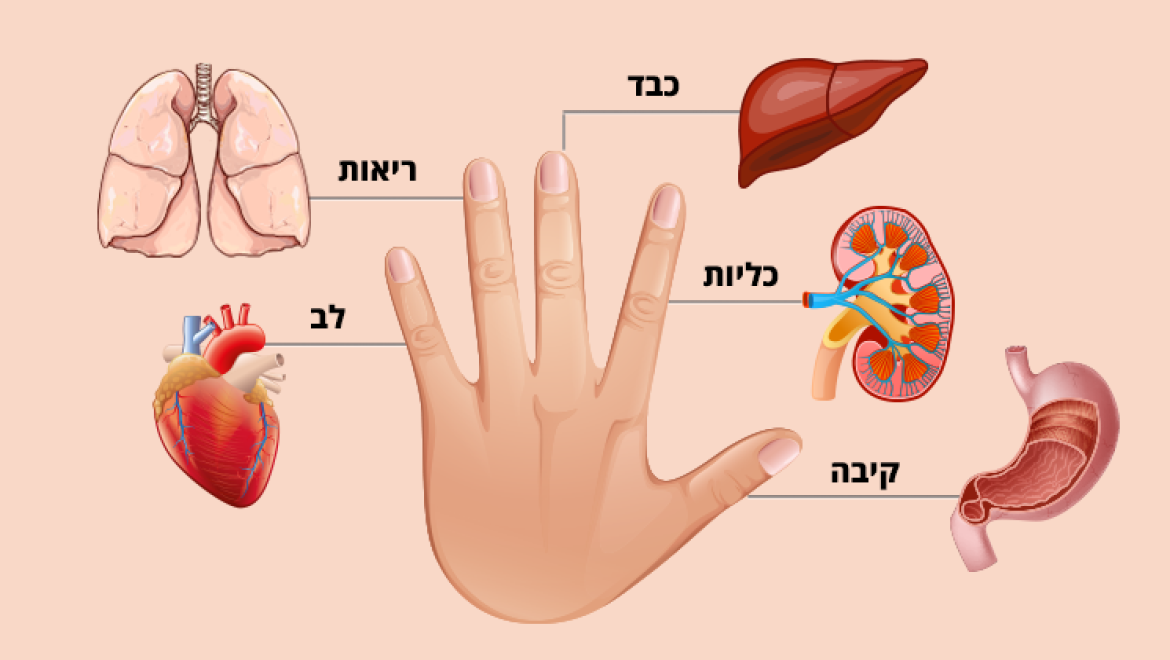 כל אצבע קשורה ל- 2 איברים בגוף: שיטה יפנית לריפוי ב- 5 דקות!
