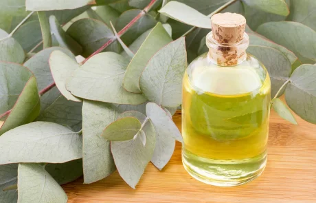 7 יתרונות הבריאות המוכחים של שמן אקליפטוס